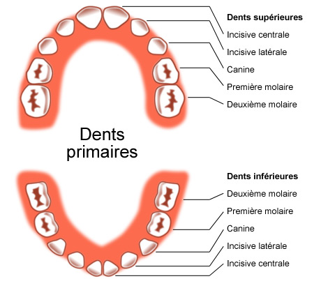 Dents de lait